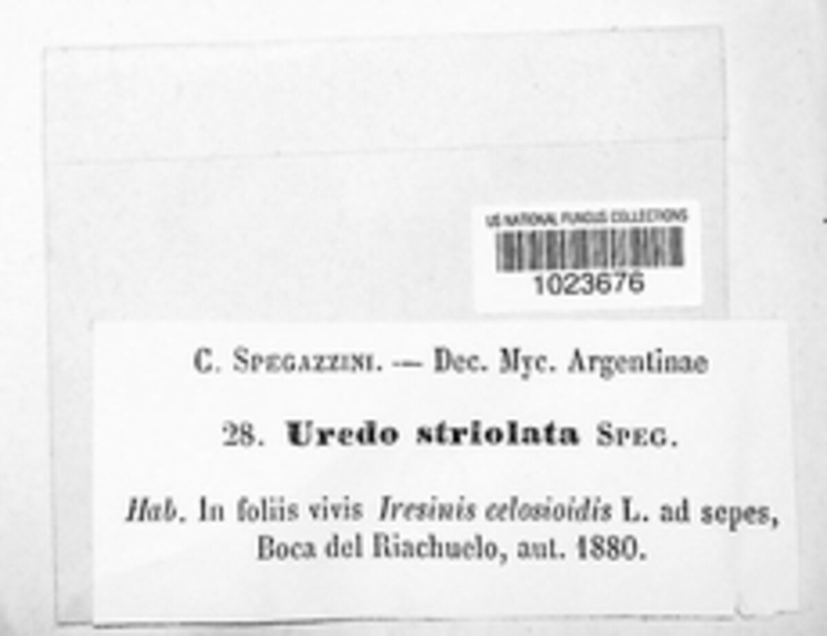 Puccinia striolata image